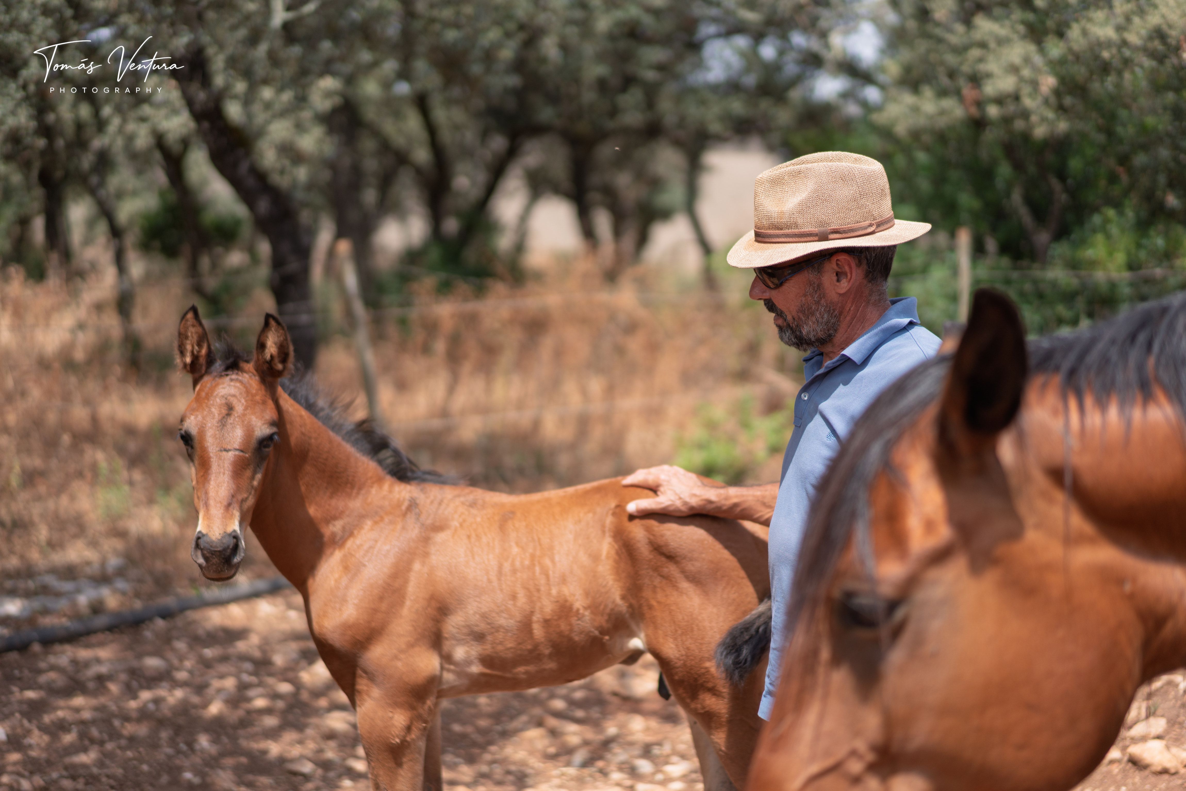 Jorge Ventura rests his hand on Xizel between two mares in the field.