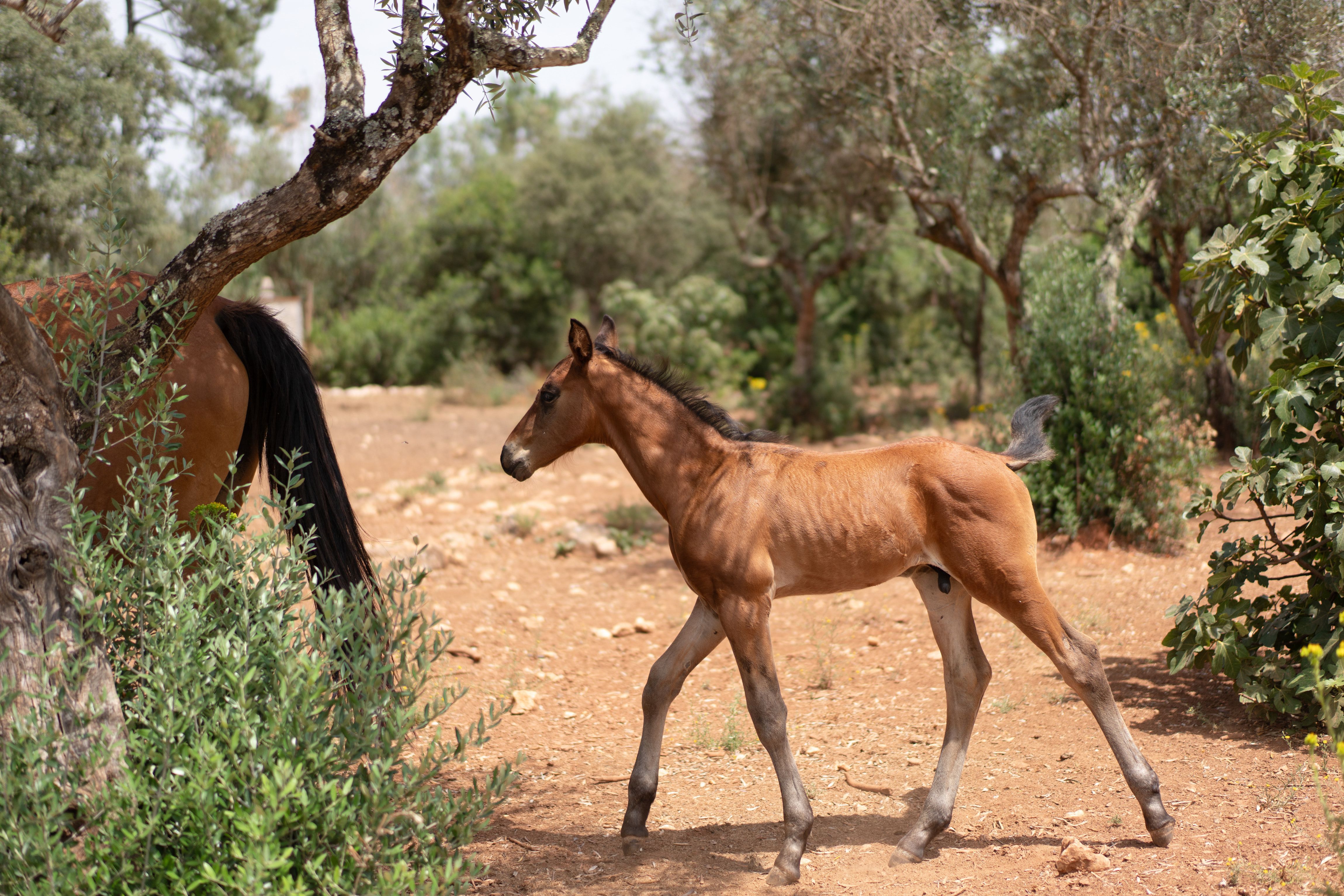 Xizel walks among olive trees beside the mare.