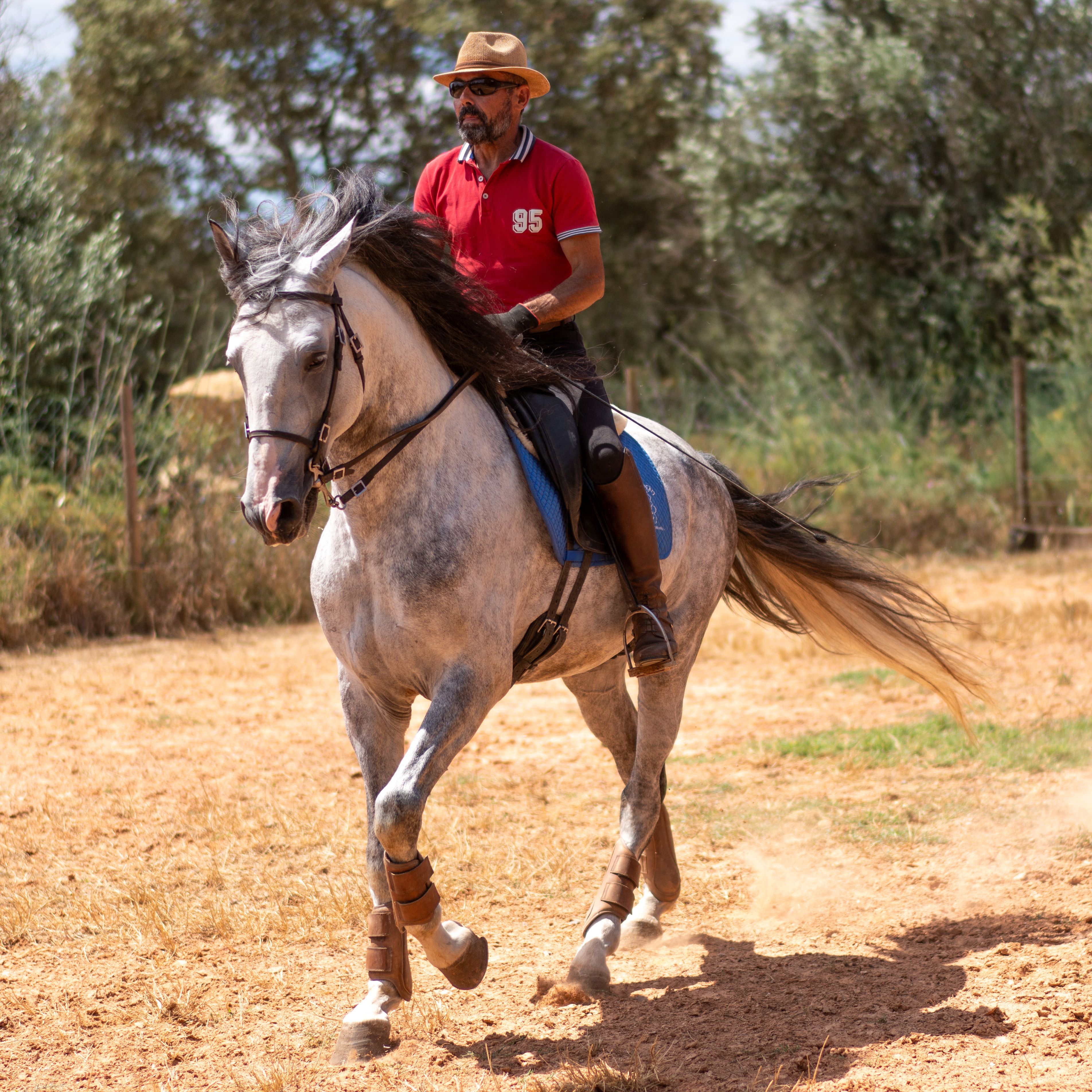 Oikos approaches under saddle on dry ground among olive trees.
