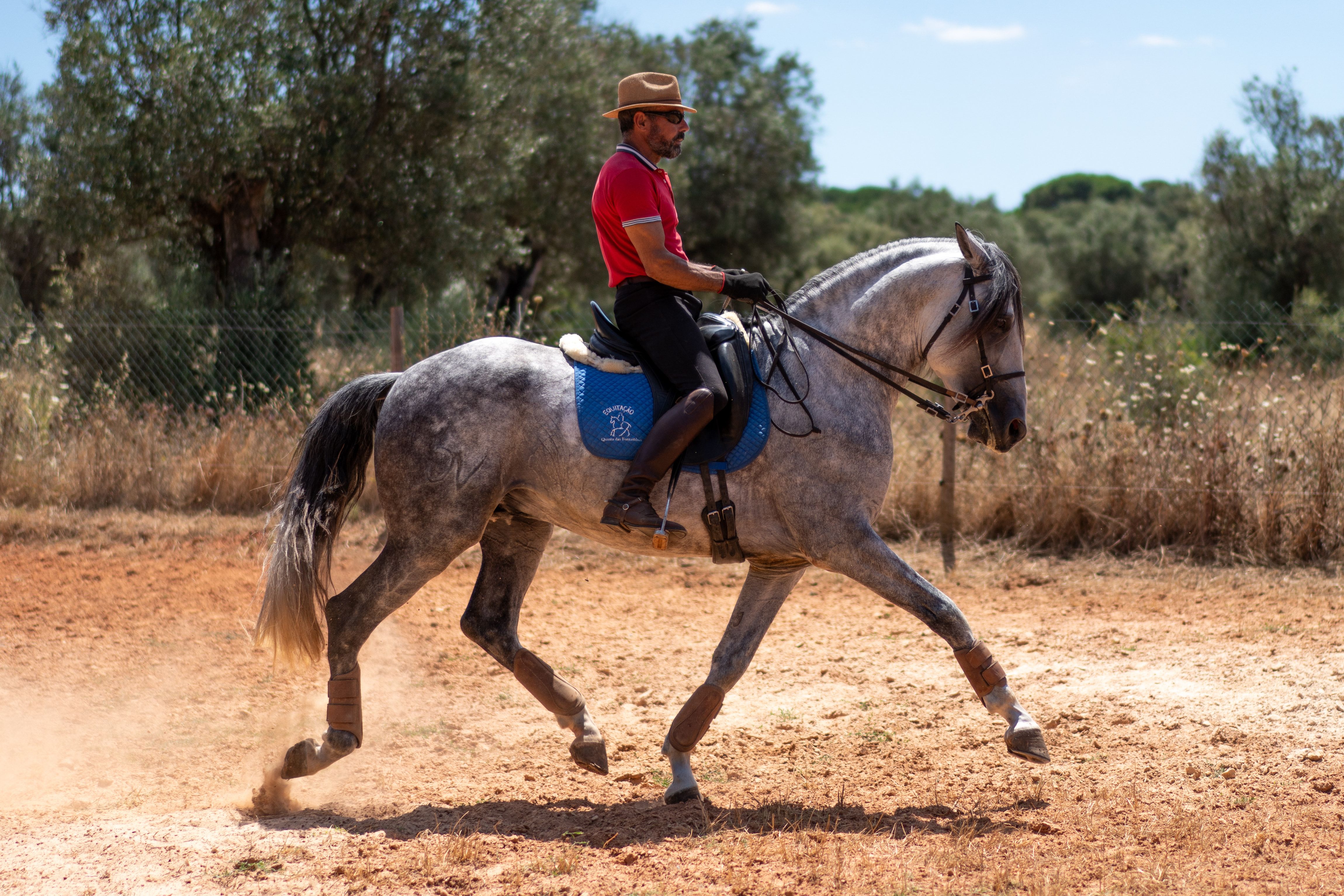 Oikos moves in ridden trot in profile outdoors among olive trees.