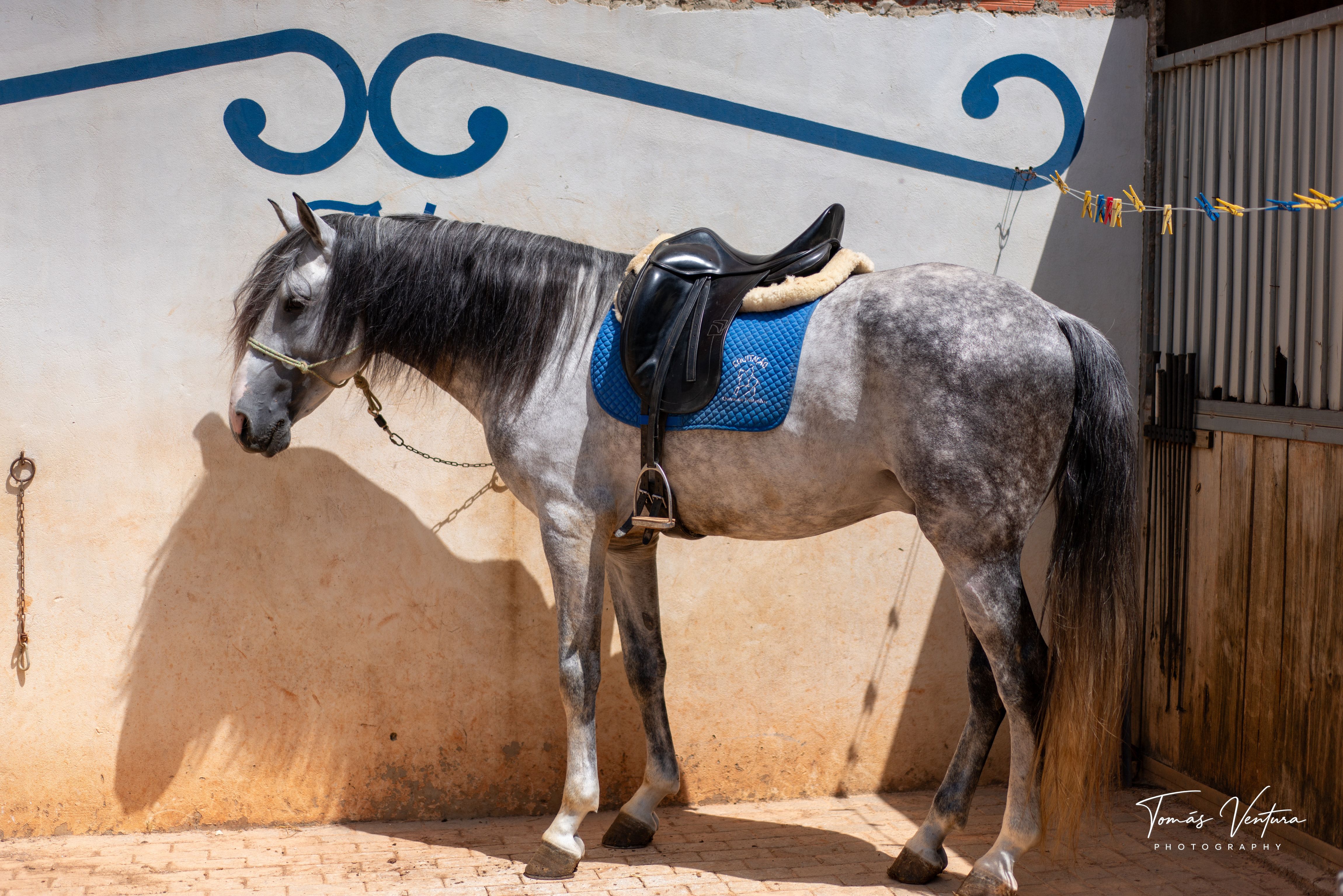 Oikos, a grey Lusitano horse, standing saddled in profile beside the yard wall.