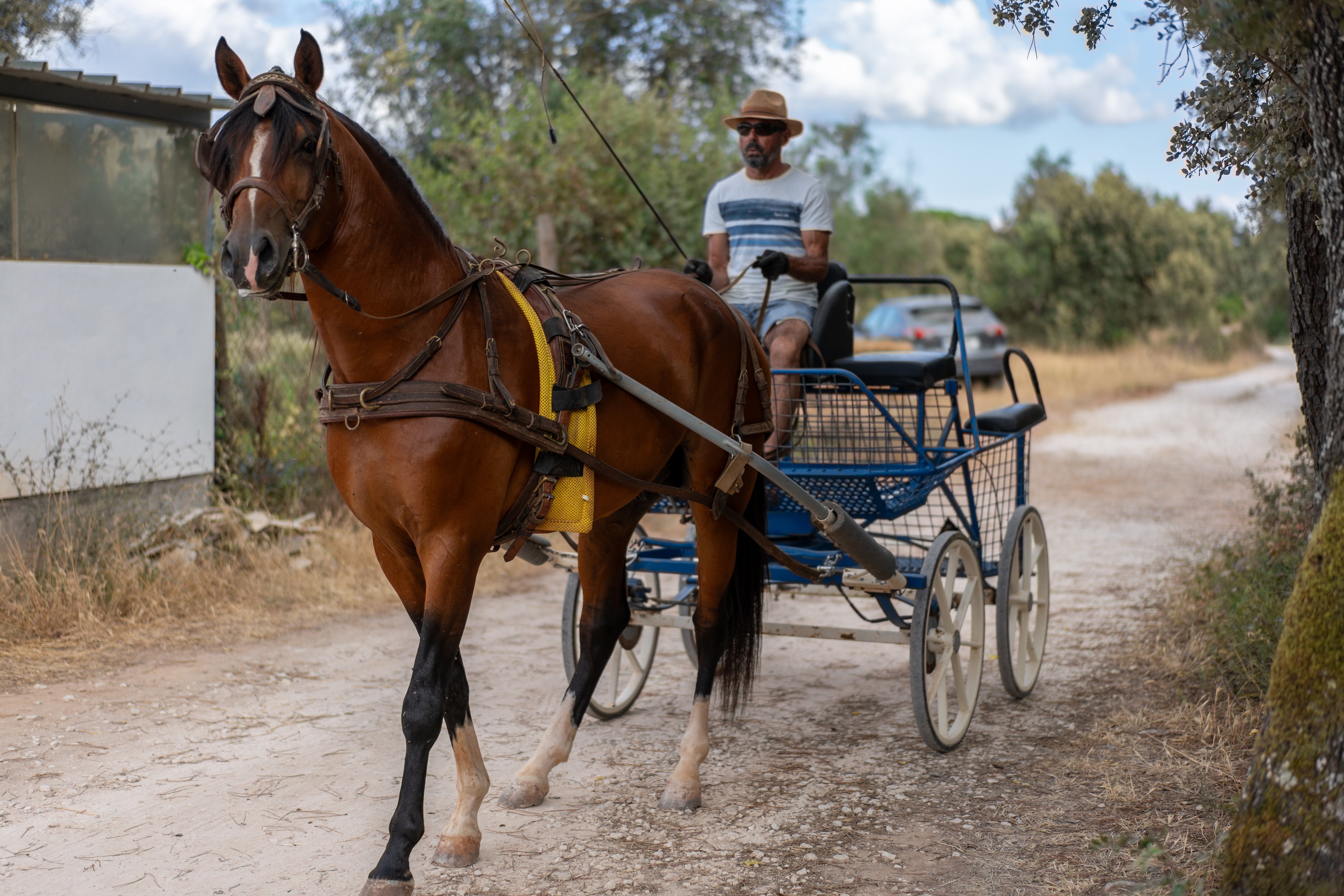Saturno, cavalo castanho, atrelado a uma charrete num caminho rural.