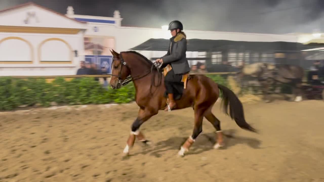 Saturno passa montado diante do público num recinto equestre noturno.