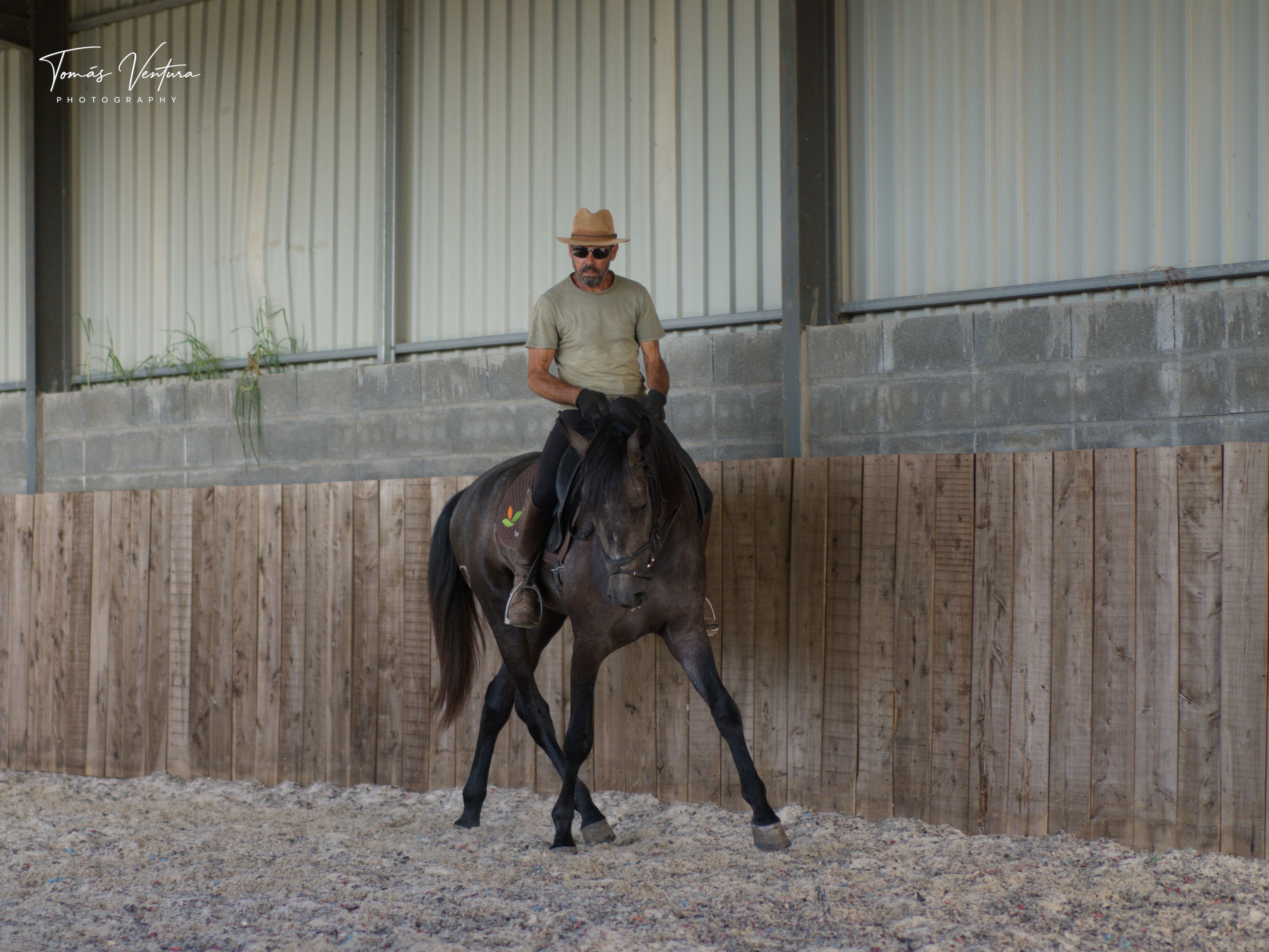 Tenor approaches front-on while changing direction in the covered arena.
