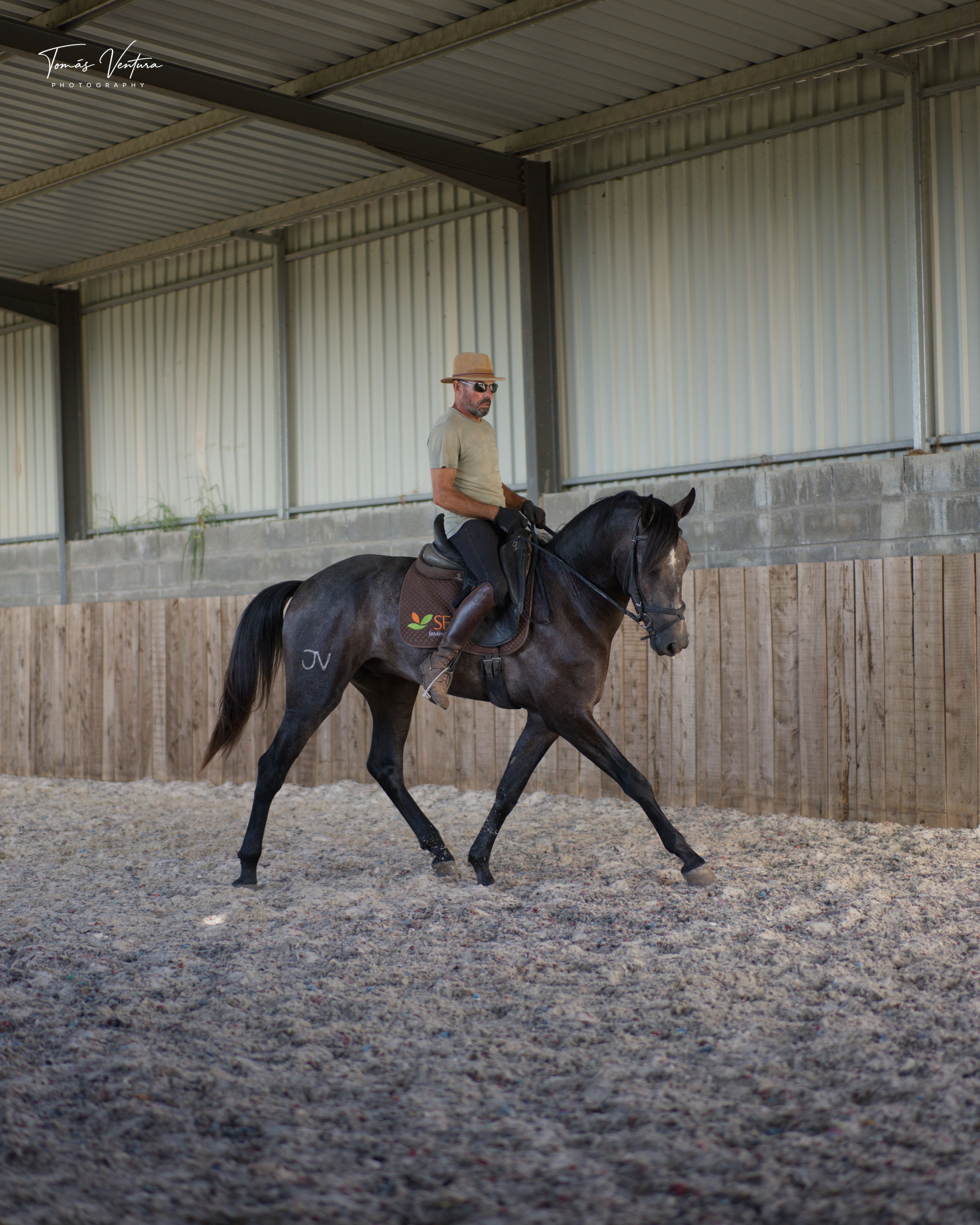 Full profile of Tenor in ridden work in the arena.