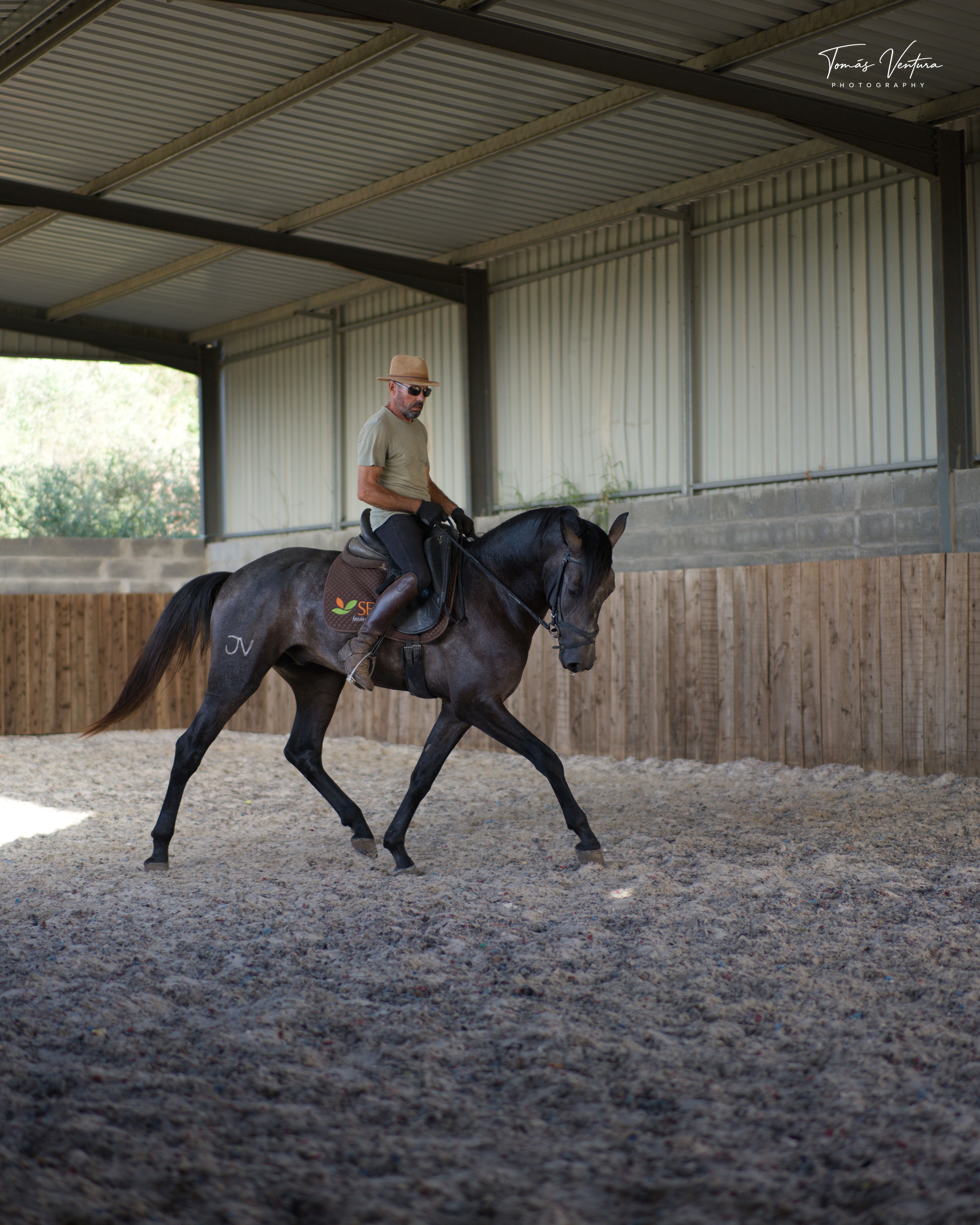 Tenor and rider in motion in a vertical arena frame.