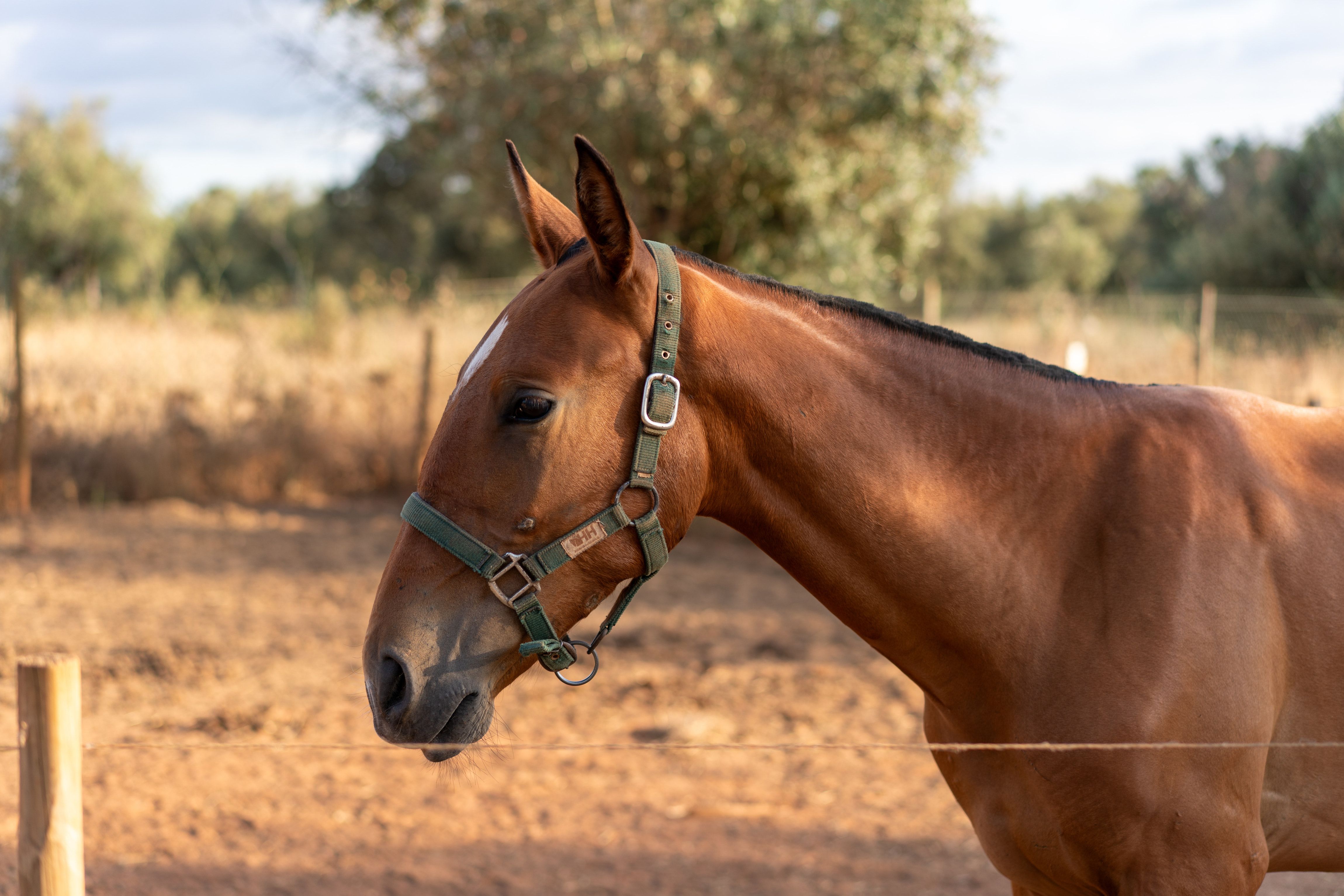 Vinil, jovem cavalo castanho, de perfil ao fim da tarde no campo.