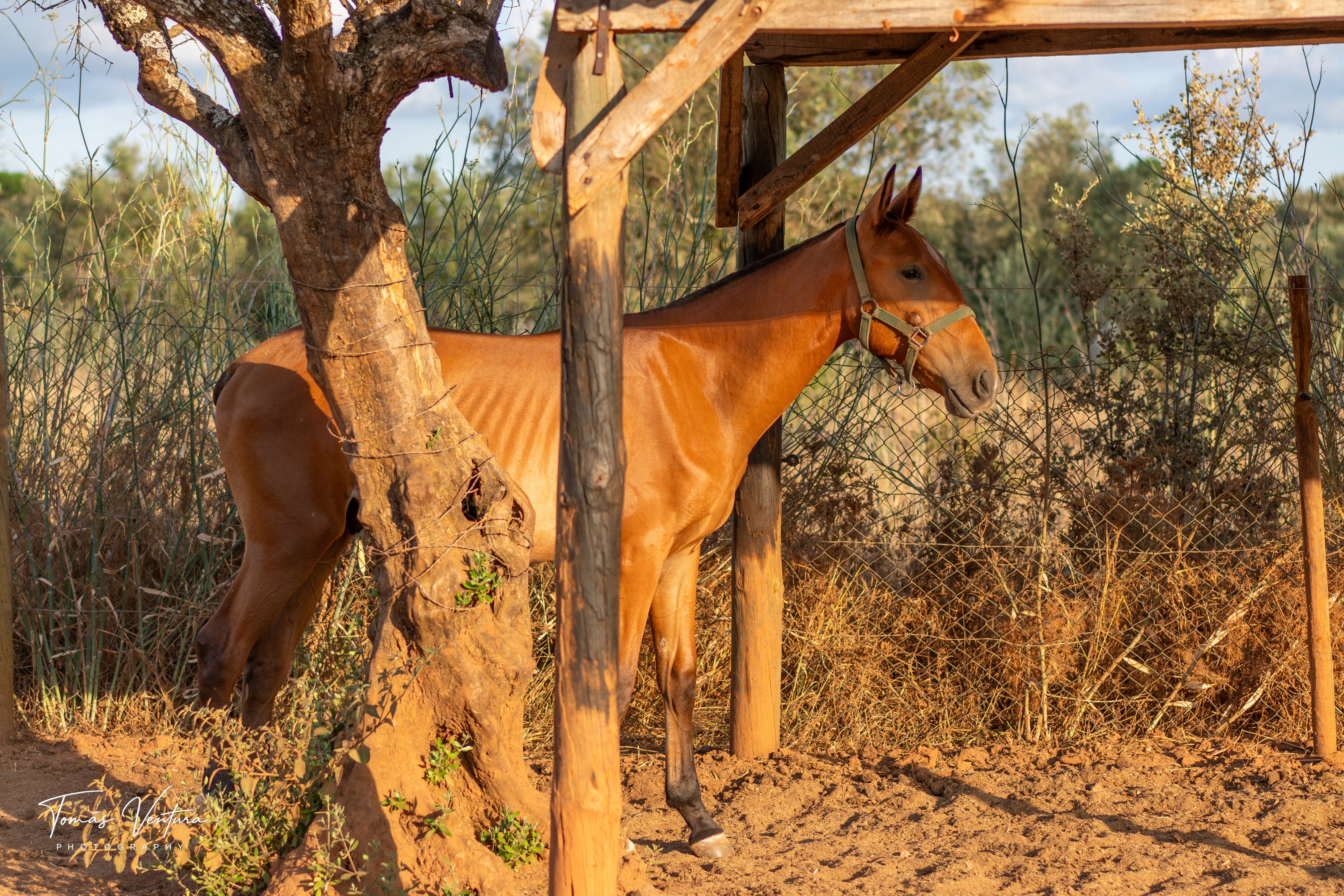 Vinil crosses the shade of a timber shelter in the field.
